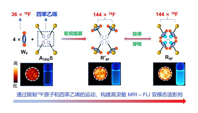 精密测量院基于弛豫调控实现高灵敏19F MRI-FLI分子成像